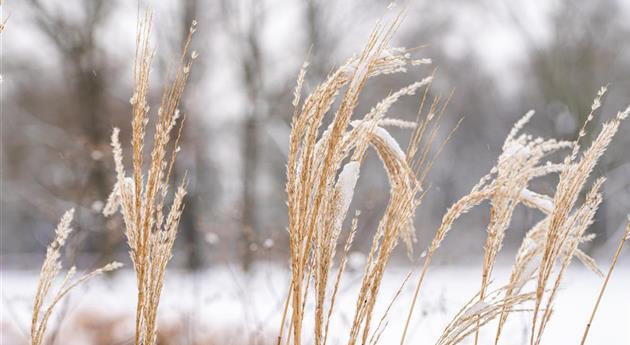 Gräser im Schnee