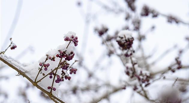 Schönfrucht im Schnee