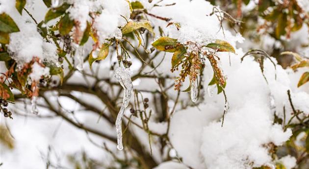 zweige mit Eis und Schnee