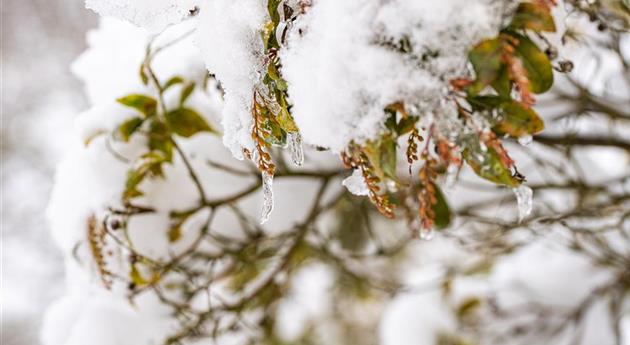 Laubgehölz im Schnee