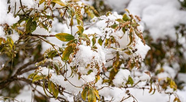 Laubgehölz im Schnee