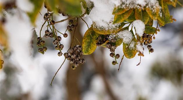 Fruchtstände im Schnee