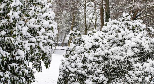 Rhododendron im Schnee