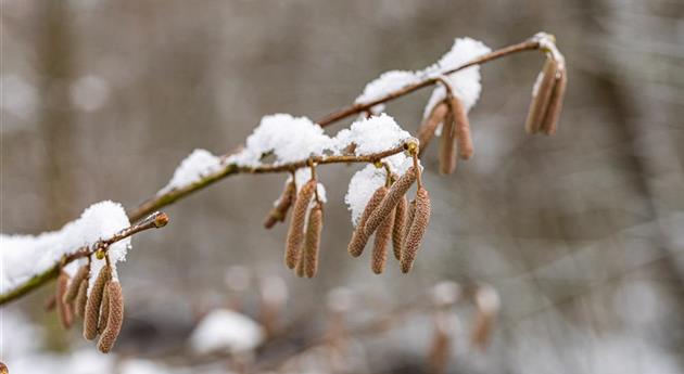 Erlenkätzchen im Schnee