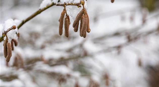 Erlenkätzchen im Schnee