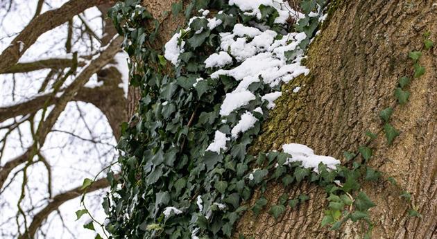 Efeu im Schnee