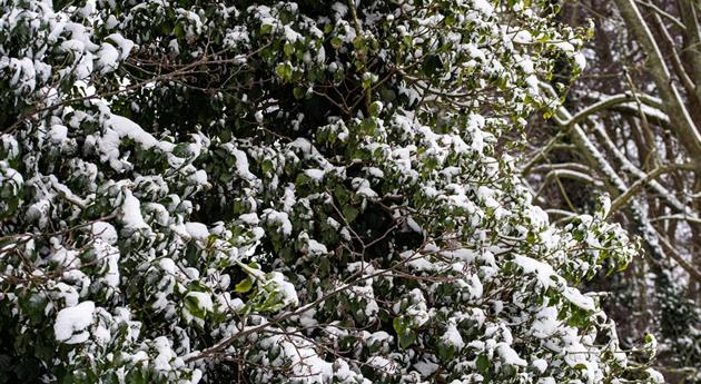 Alter Efeu im Schnee