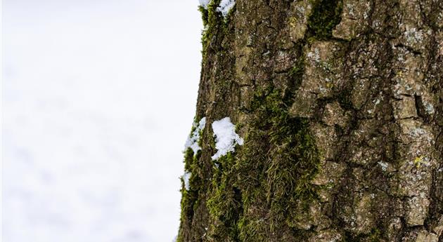 Baumrinde mit Schnee