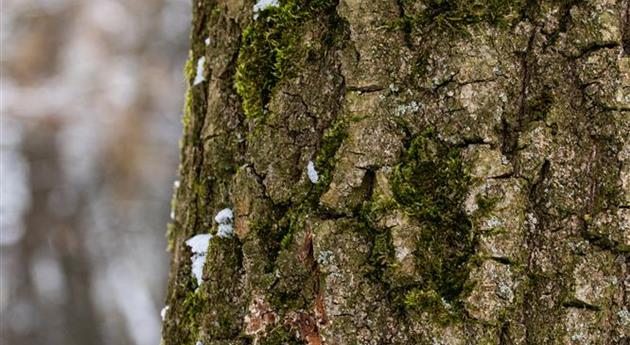 Baumrinde mit Schnee