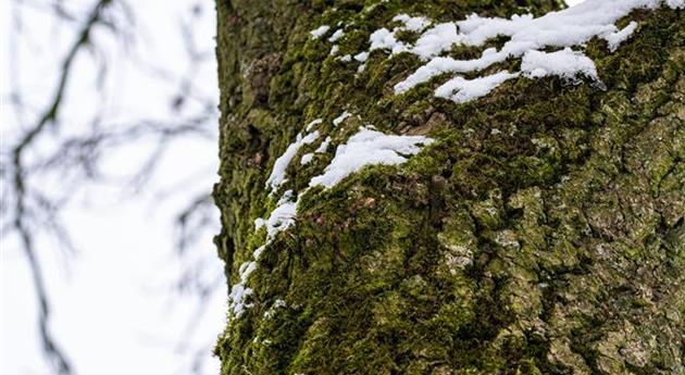 Baumstamm mit Schnee