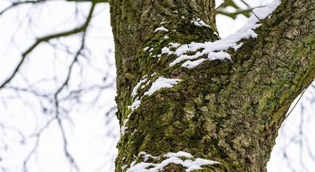 Baumstamm mit Schnee