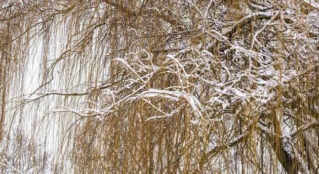 Trauerweide im Schnee