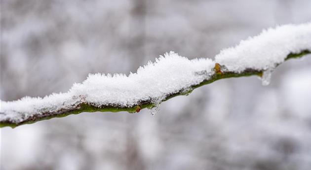 Rosenzweig im Schnee