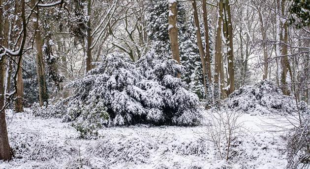 Konifere im Schnee