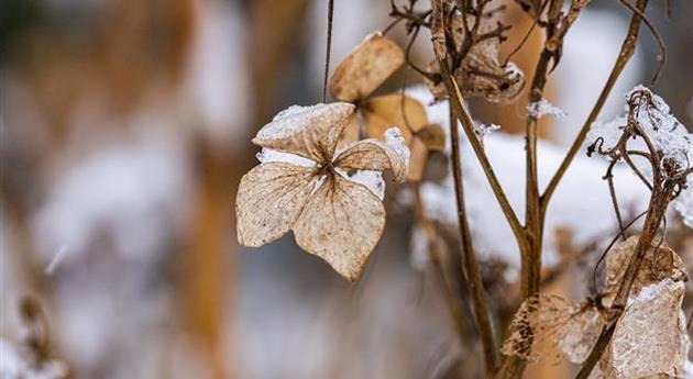 Hortensie im Schnee