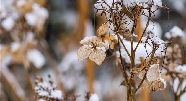 Hortensie im Schnee