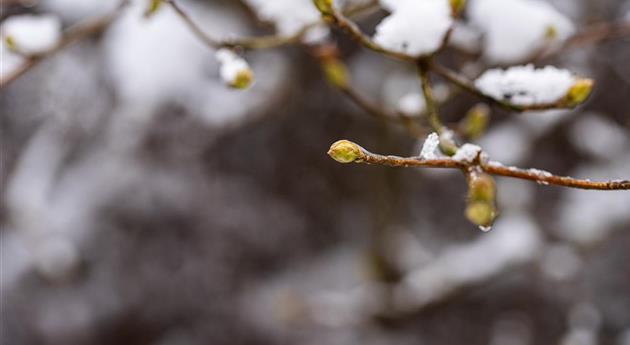 Zweige mit Knospen im Schnee