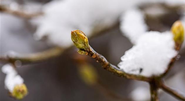 Zweige mit Knospen im Schnee