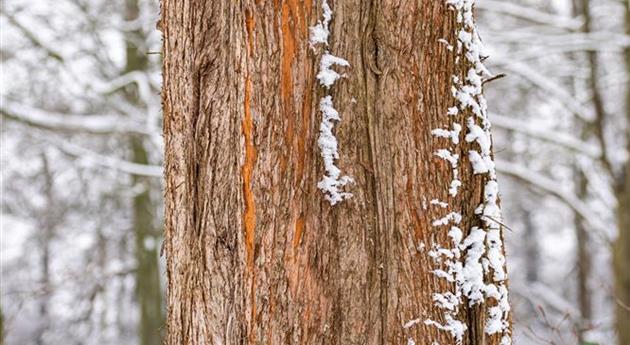 Baumrinde mit Schnee