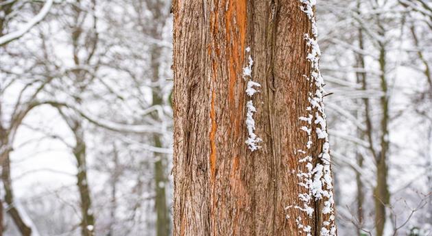 Baumrinde mit Schnee