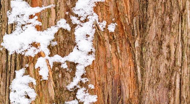 Baumrinde mit Schnee