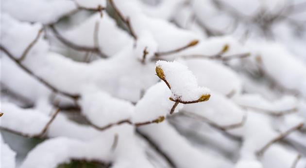 Zweige mit Knospen im Schnee