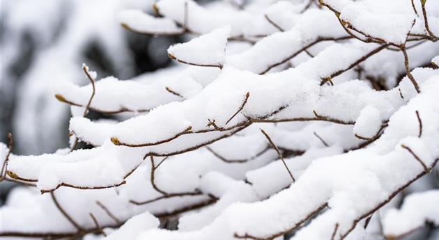 Zweige im Schnee