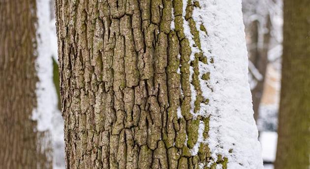 Baumrinde mit Schnee