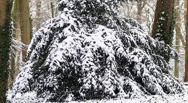 Konifere im Schnee