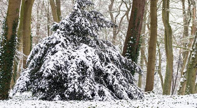 Konifere im Schnee