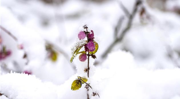 Schneebeere im Schnee