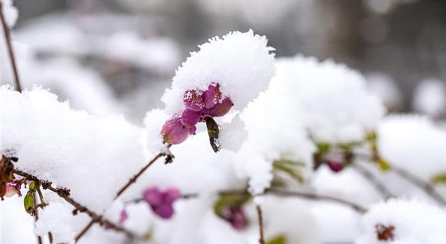 Schneebeere im Schnee