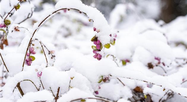 Schneebeere im Schnee