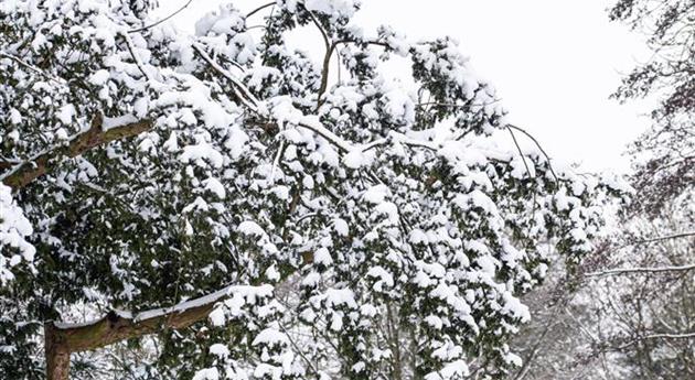 Baum im Schnee