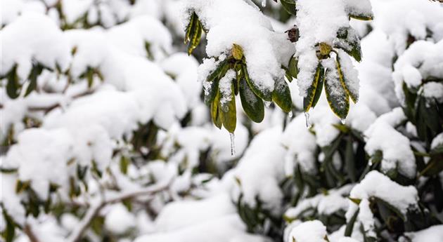 Rhododendron im Schnee