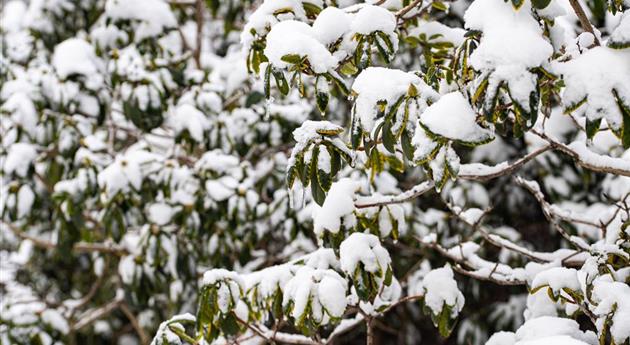 Rhododendron im Schnee