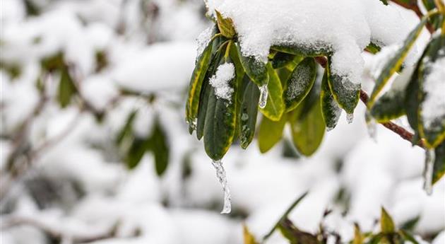 Rhododendron im Schnee