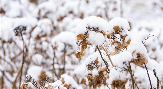 Hortensie im Schnee