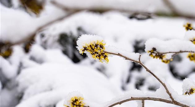 Hamamelis im Schnee