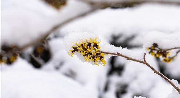 Hamamelis im Schnee