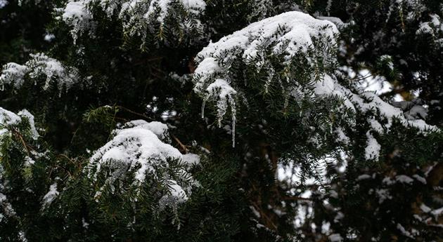 Konifere im Schnee