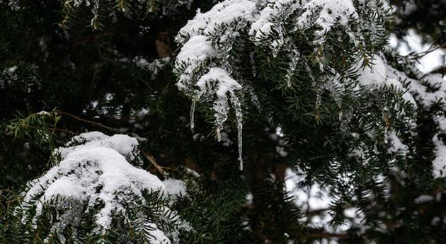 Konifere mit Eis und Schnee