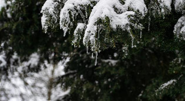 Konifere im Schnee