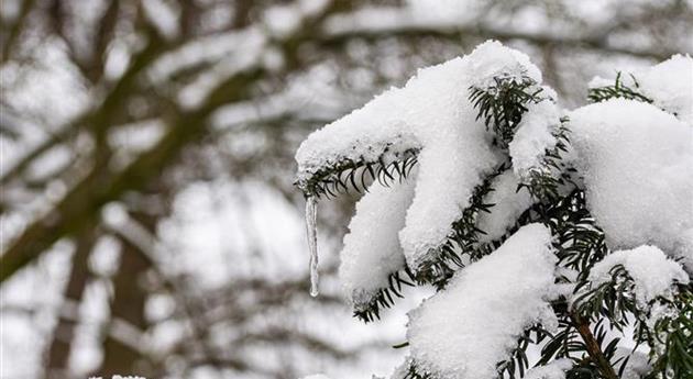 Koniferenzweige mit Schnee und Eiszapfen