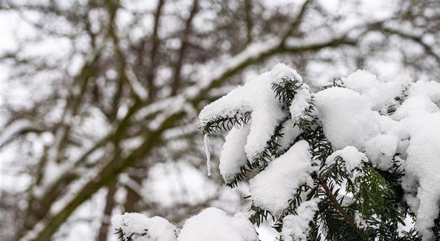 Koniferenzweige im Schnee