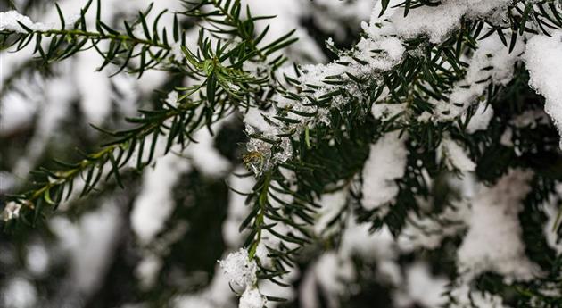 Eibenzweige im Schnee