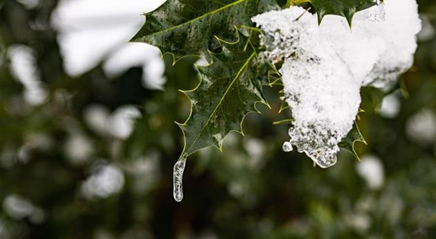 Stechpalme im Schnee