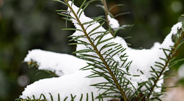 Koniferenzweig mit Schnee