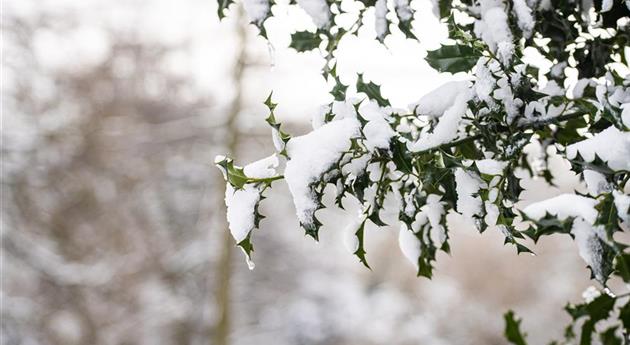 Stechpalme im Schnee