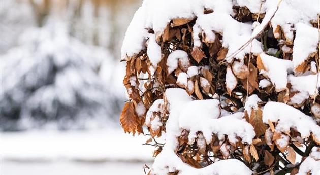 Hecke im Schnee